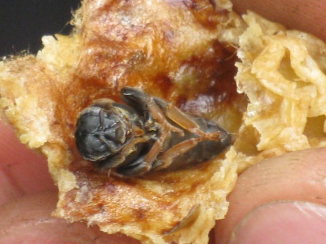 photo29.jpg