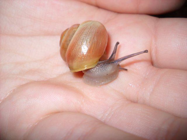 dscn0062.jpg